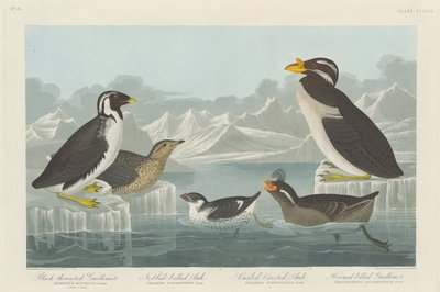 Guillemot à gorge noire, Macareux à bec en forme de bouton, Macareux à crête bouclée et Guillemot à bec cornu, 1838 - John James Audubon